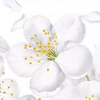 Панель интерьерная Яблоневый цвет 600*3000мм(0,75мм)