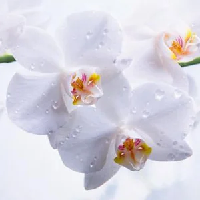 Декоративная панель "Голубая орхидея" 2000х600мм