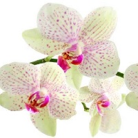 Фартук "Леопардовая Орхидея" ABS-пластик (термоперевод) 3000*600*1,5мм