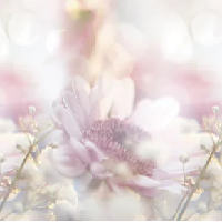 Фартук "Розовые Герберы" /Нежный сон ABS-пластик (термоперевод) 3000*600*1,5мм