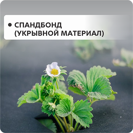 Спанбонд (укрывной материал)